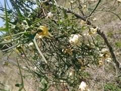 Araujia angustifolia