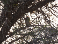 Bubo africanus africanus