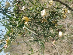 Araujia angustifolia