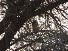 Bubo africanus africanus