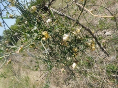 Araujia angustifolia