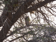 Bubo africanus africanus