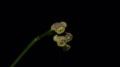 Image of Euphorbia sinclairiana