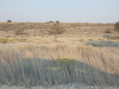 Eragrostis rotifer