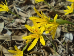 Narcissus cavanillesii