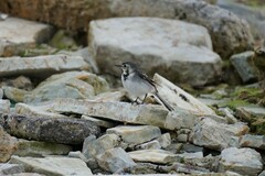 Motacilla alba
