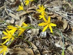 Narcissus cavanillesii