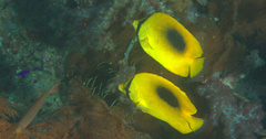 Chaetodon speculum