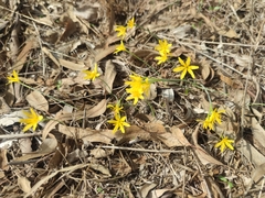Narcissus cavanillesii