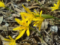Narcissus cavanillesii
