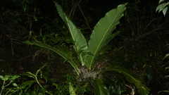 Anthurium salvinii