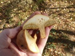 Suillus bovinus