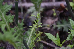 Galium trifidum