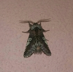 Diloba caeruleocephala