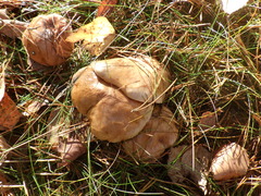 Suillus bovinus
