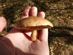Suillus bovinus