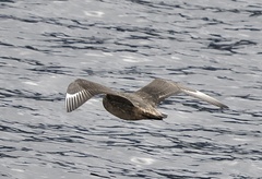 Stercorarius chilensis