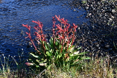 Rumex arcticus