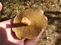 Suillus bovinus