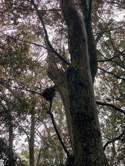 Dendrobium falcorostrum