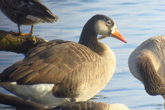 Anser anser × Branta canadensis