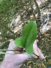 Smilax