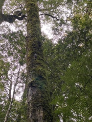 Dendrobium falcorostrum