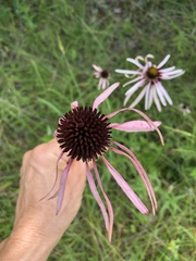 Echinacea sanguinea