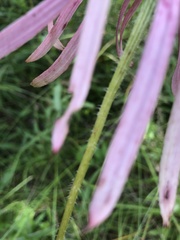 Echinacea sanguinea