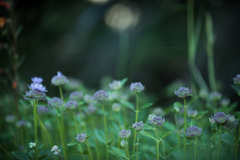 Monardella odoratissima