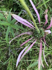 Echinacea sanguinea