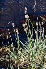 Alopecurus magellanicus