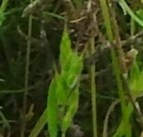 Bromus hordeaceus