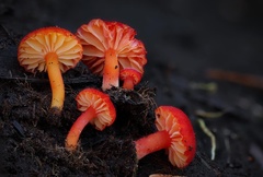 Hygrocybe substrangulata