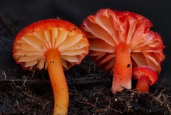 Hygrocybe substrangulata