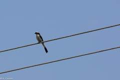 Lanius excubitoroides