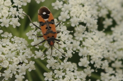 Lygaeus equestris