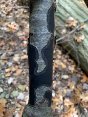 Biscogniauxia nummularia