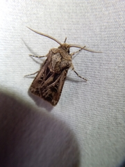 Agrotis gladiaria