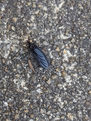 Penthetria heteroptera
