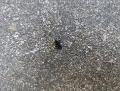 Penthetria heteroptera