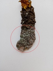 Phaeophyscia orbicularis