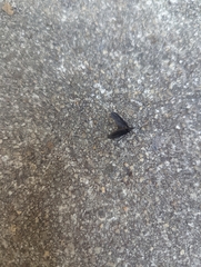 Penthetria heteroptera