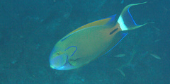 Acanthurus fowleri