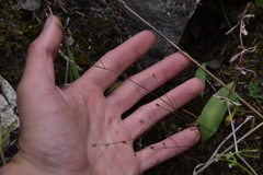 Caryophyllaceae