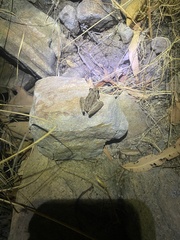 Litoria nasuta