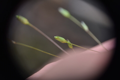 Caryophyllaceae
