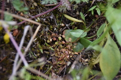 Caryophyllaceae