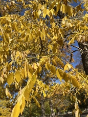 Styphnolobium japonicum