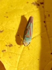 Graphocephala fennahi